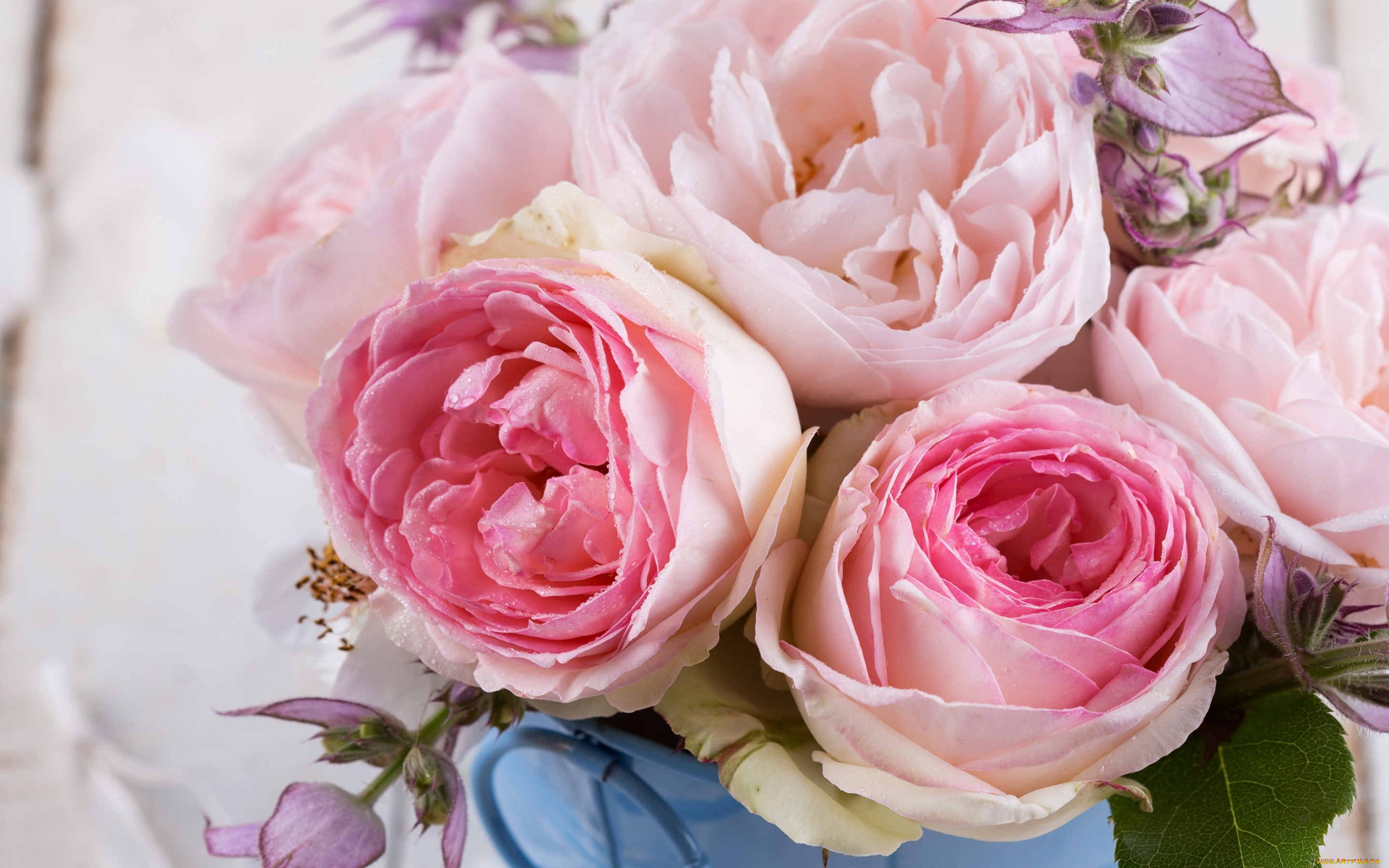 , , flowers, pink, roses, 